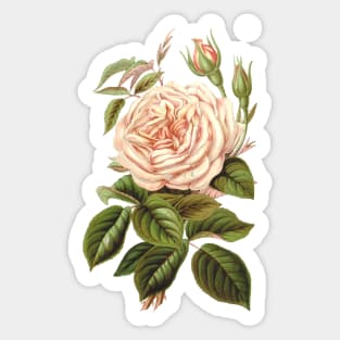 Tea Rose Flower Botanical Illustration Sticker